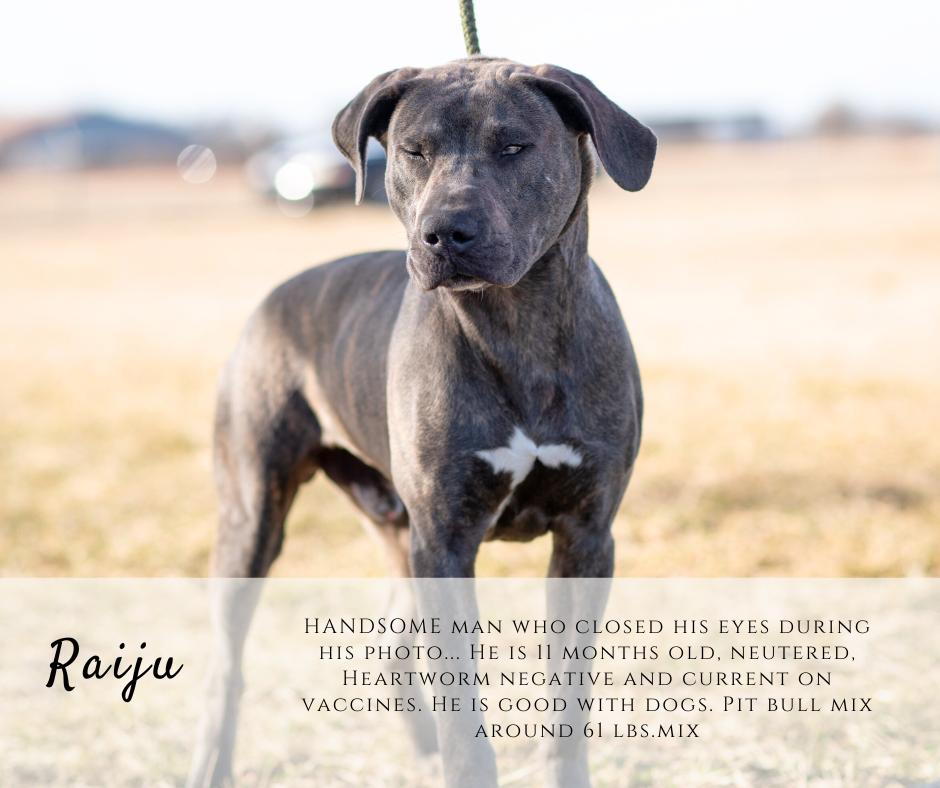 Raiju, ADOPTABLE, Young Male Pit Bull Terrier.