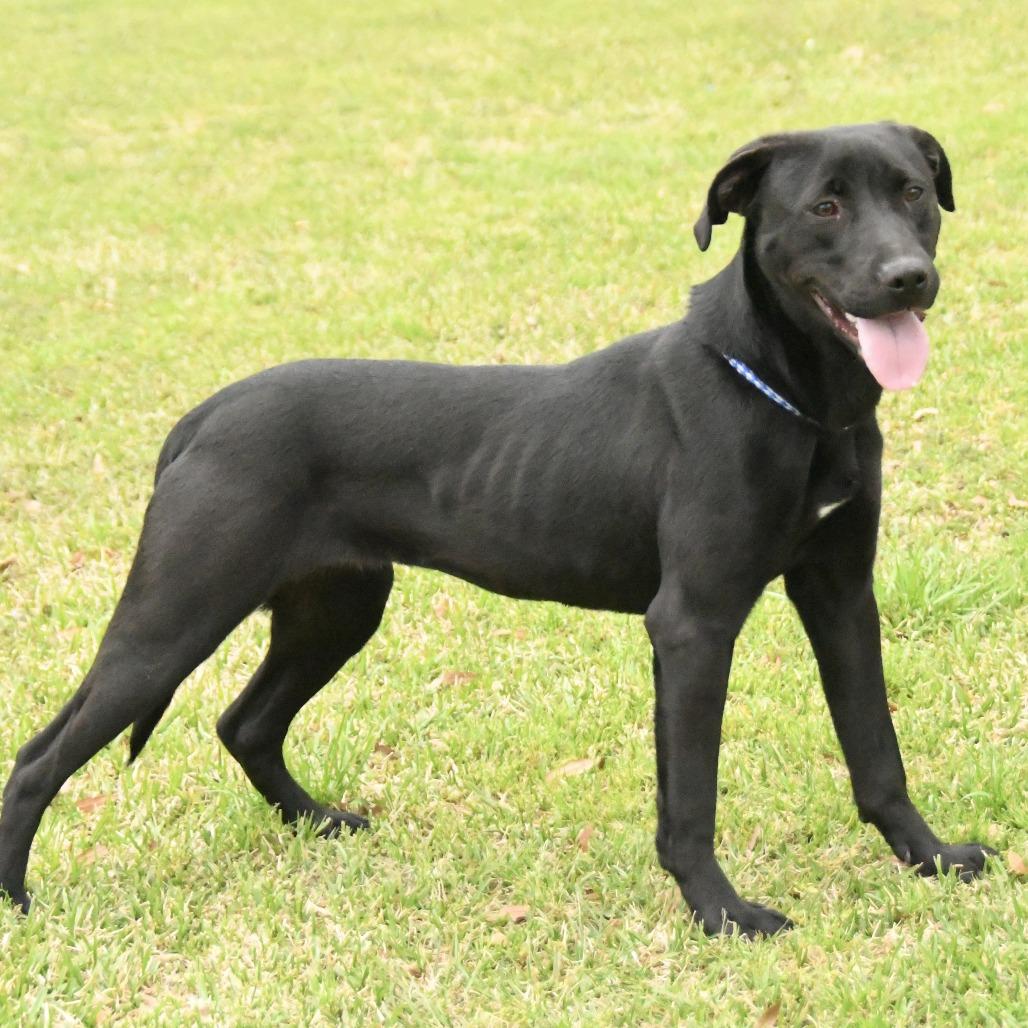 Enlarge Randie, a Adoptable mixed breed in Natchez, MS image 1/4
