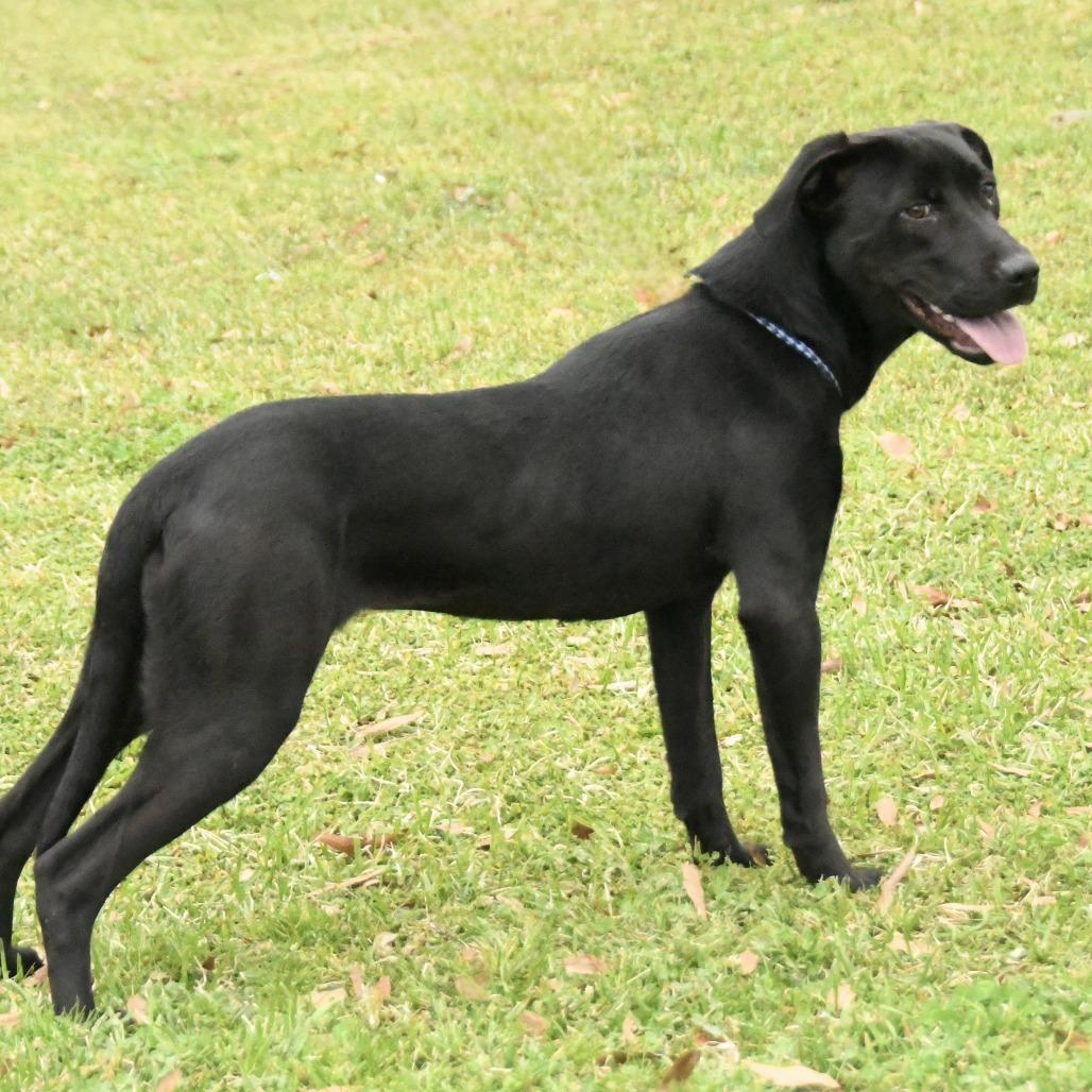 Enlarge Randie, a Adoptable mixed breed in Natchez, MS image 2/4