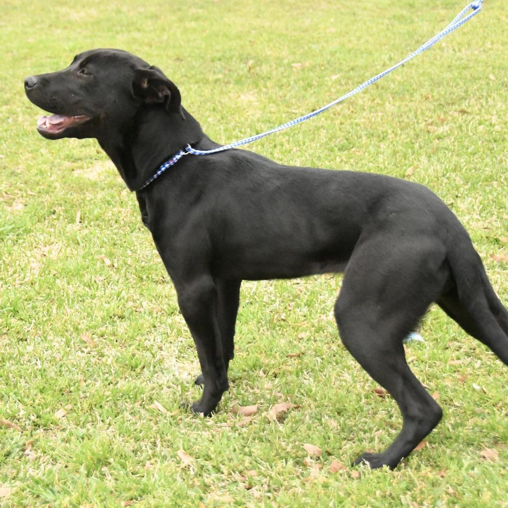 Enlarge Randie, a Adoptable mixed breed in Natchez, MS image 3/4