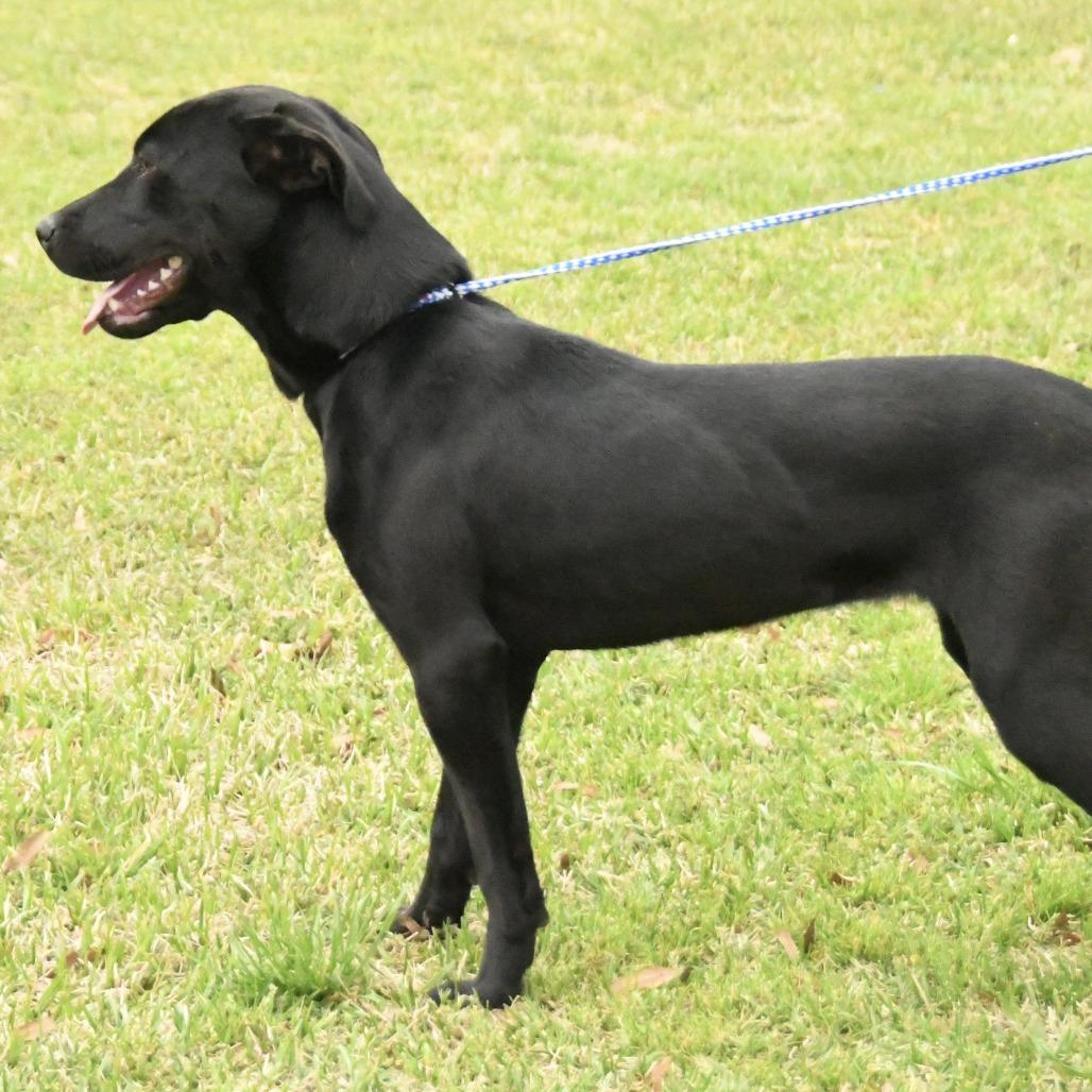 Enlarge Randie, a Adoptable mixed breed in Natchez, MS image 4/4