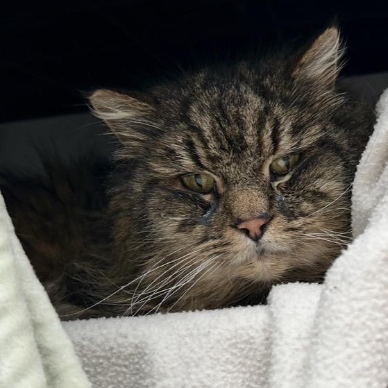 Enlarge Diagon, a ADOPTABLE Maine Coon in Maple Ridge, BC image 2/6