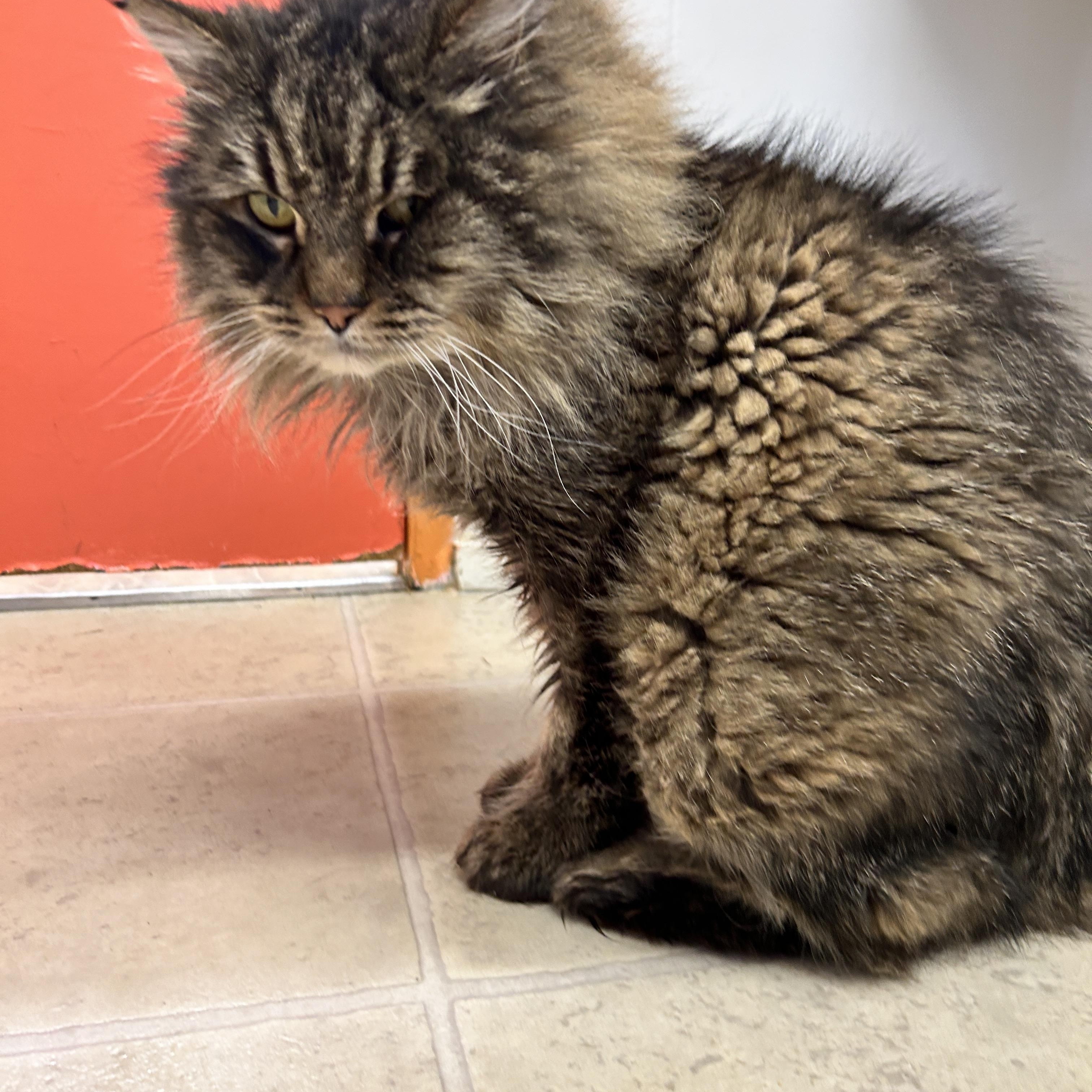 Enlarge Diagon, a ADOPTABLE Maine Coon in Maple Ridge, BC image 6/6