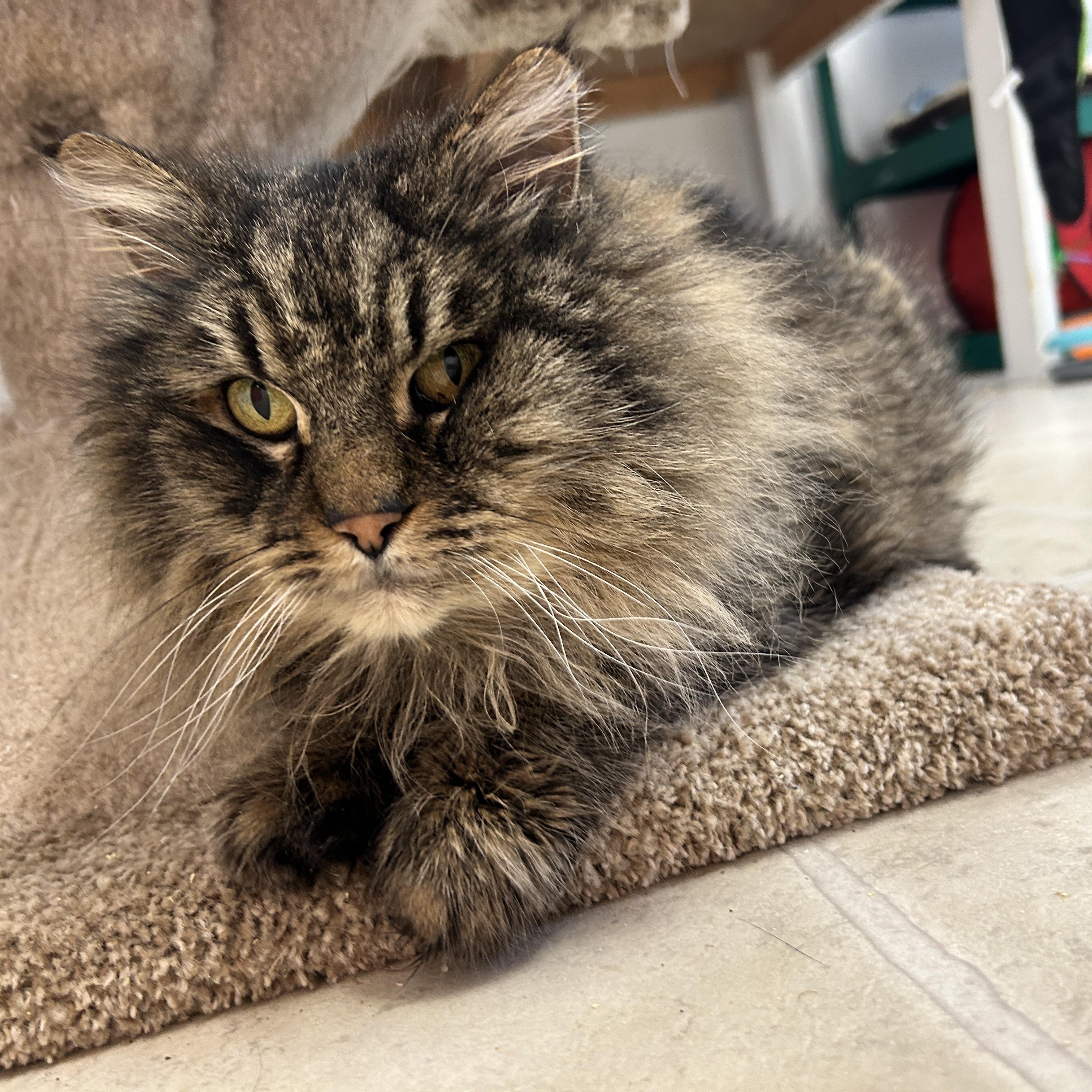 Enlarge Diagon, a ADOPTABLE Maine Coon in Maple Ridge, BC image 4/6