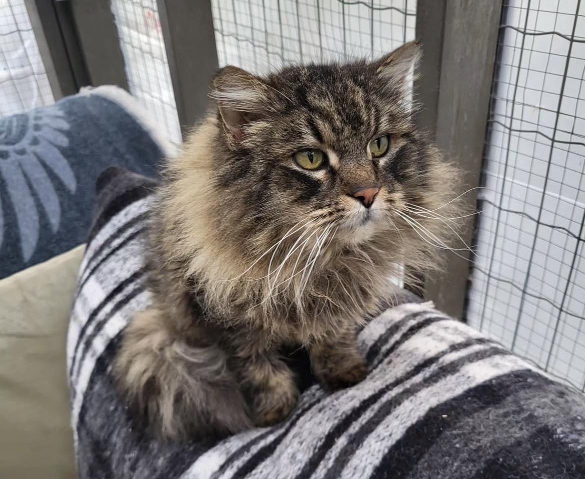 Diagon, ADOPTABLE, Senior Female Maine Coon.