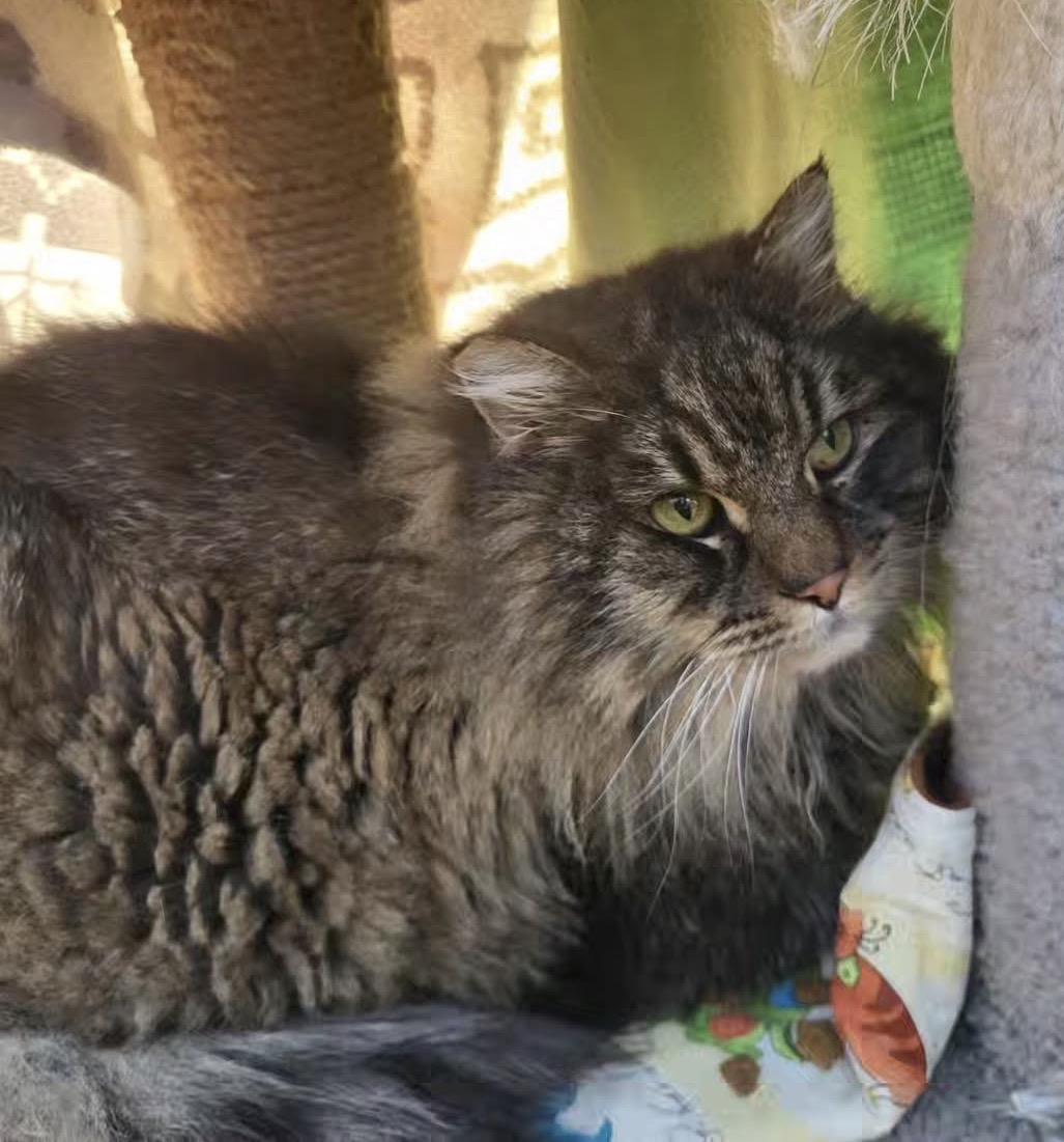 Diagon — thumbnail 5