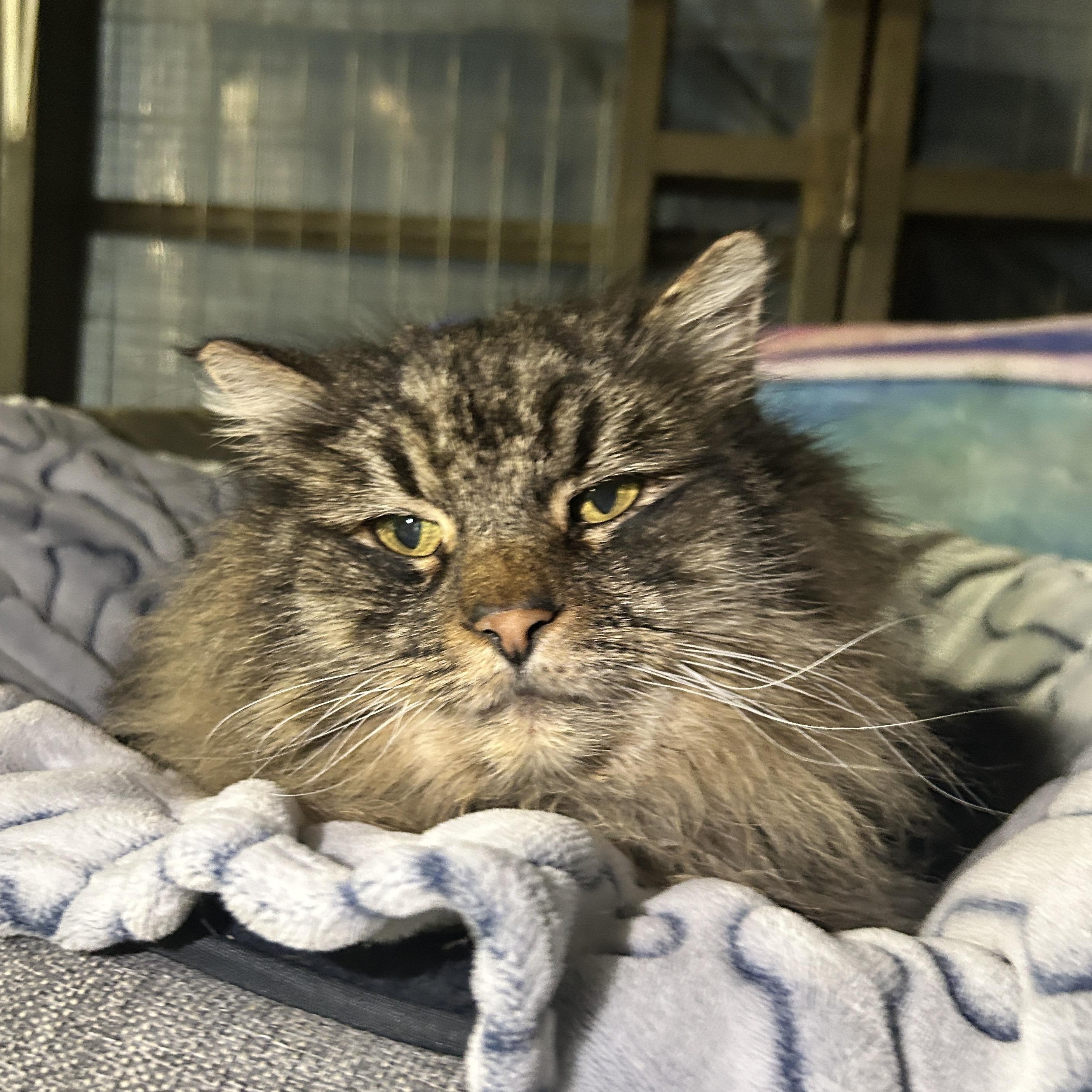 Diagon — thumbnail 6