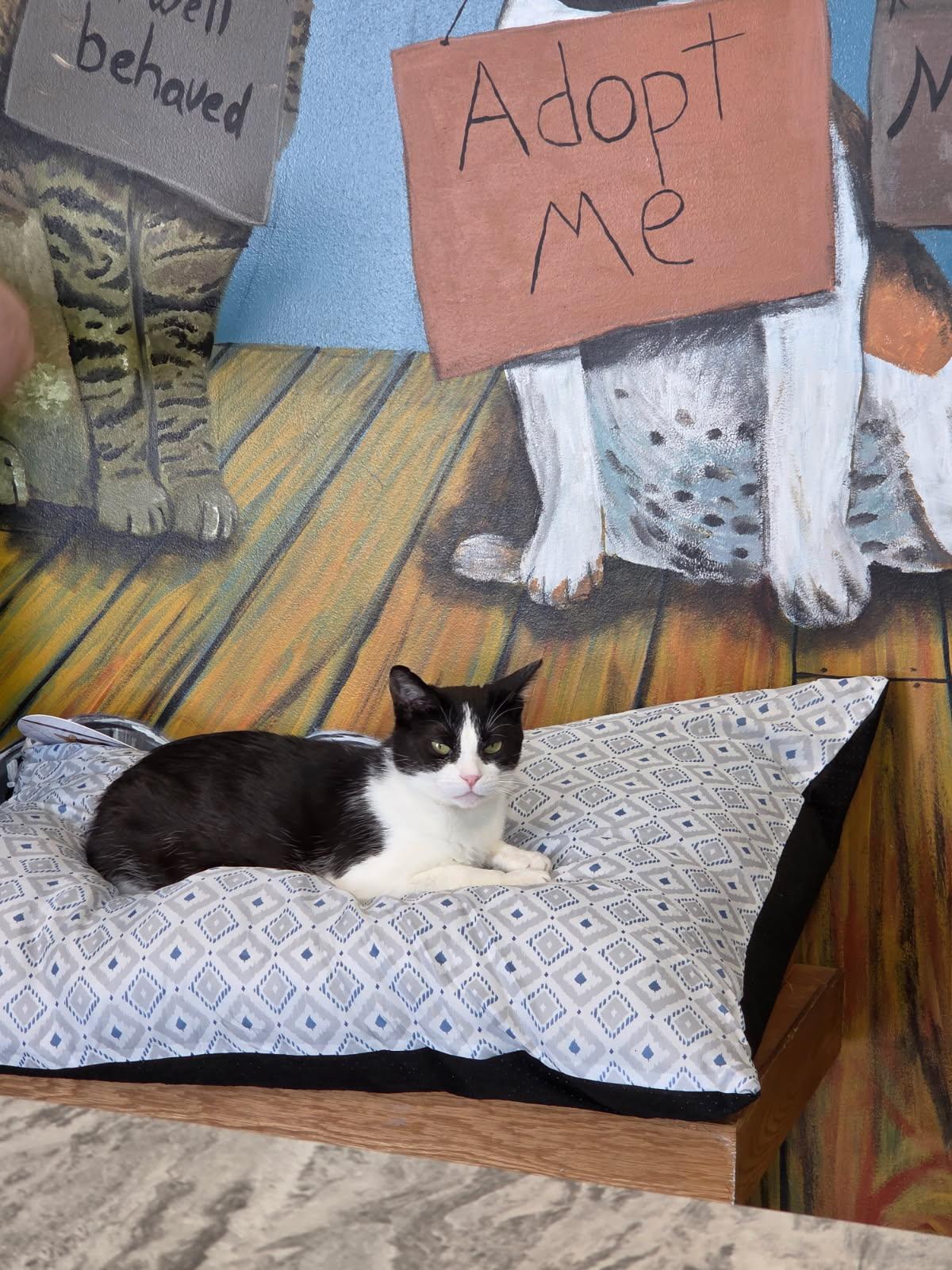 Enlarge Daisy, a Adoptable Domestic Short Hair in Jefferson, IA image 2/2