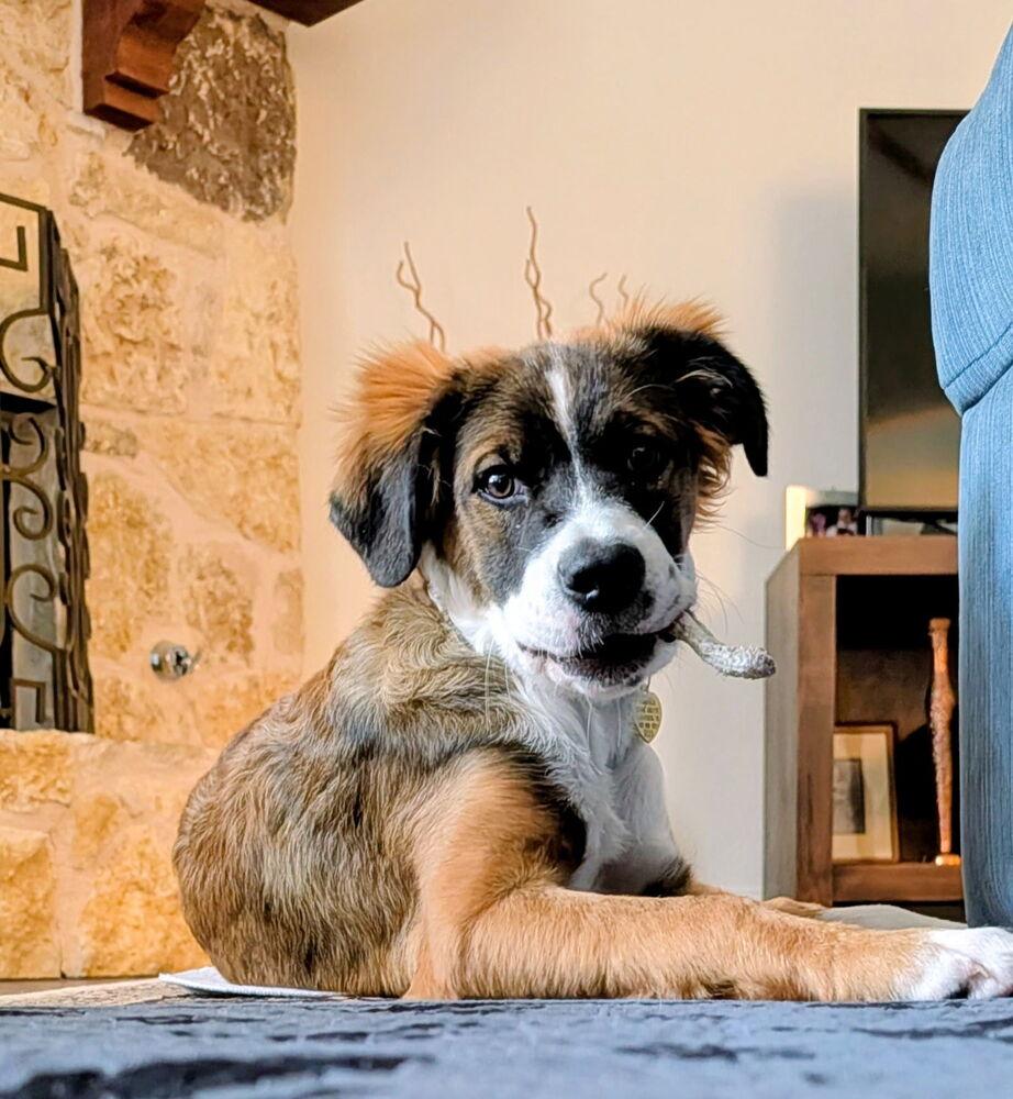 Betsy, a Adopted mixed breed in Richardson, TX image 2/6