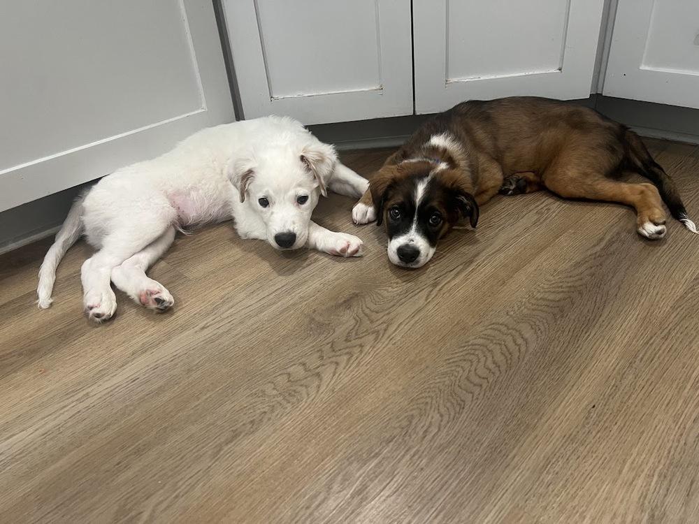 Betsy, Adopted, Puppy Female Australian Cattle Dog / Blue Heeler & Mixed Breed.