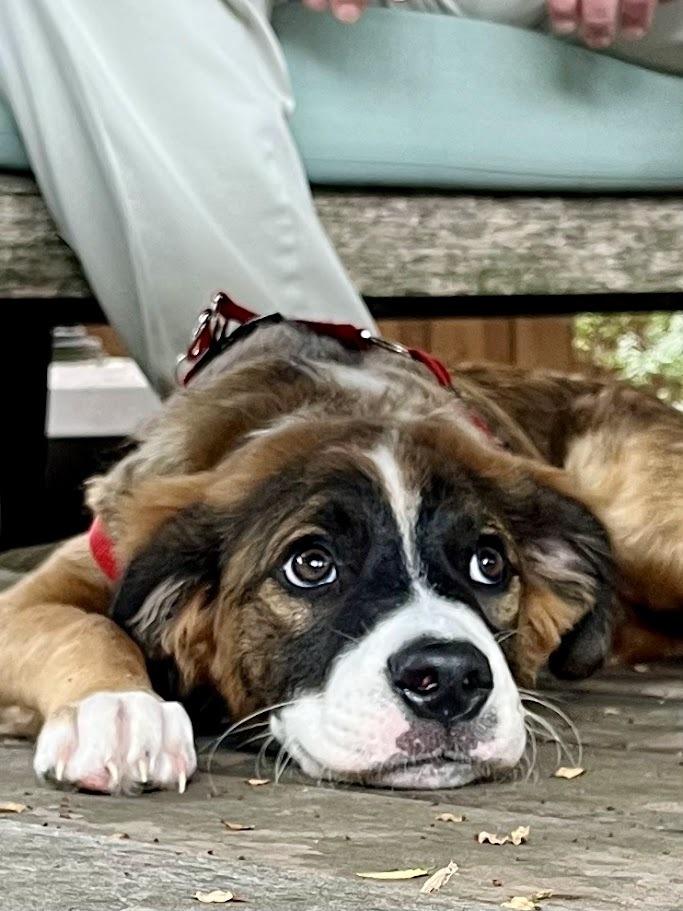 Betsy, a Adopted mixed breed in Richardson, TX image 2/5