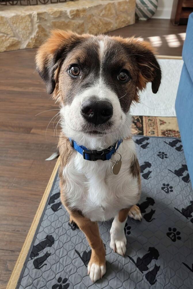 Betsy, a Adopted mixed breed in Richardson, TX image 4/6