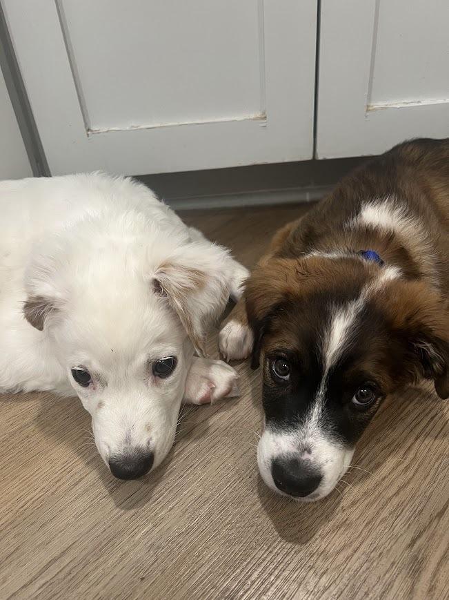 Betsy, a Adopted mixed breed in Richardson, TX image 5/6