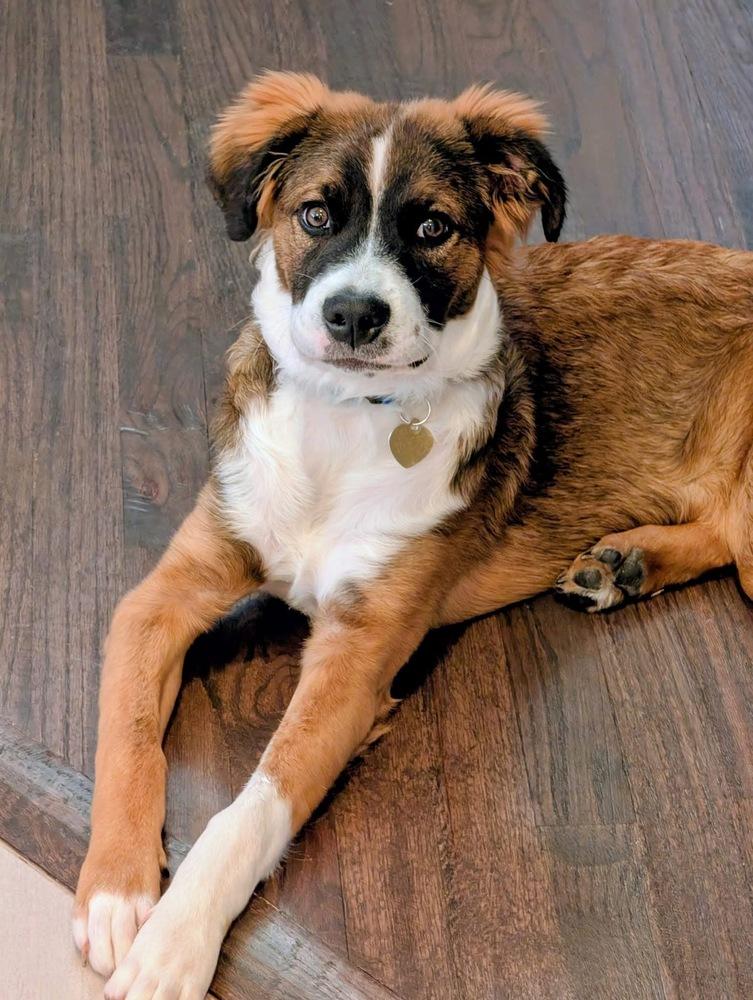 Betsy, a Adopted mixed breed in Richardson, TX image 6/6