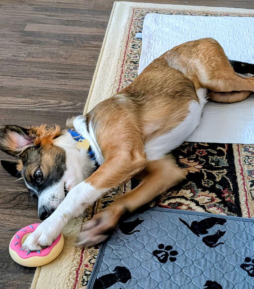 Betsy, a Adopted mixed breed in Richardson, TX image 5/5