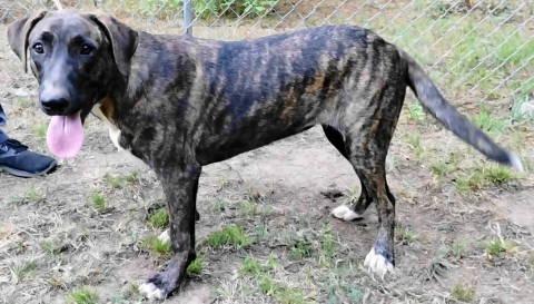 Enlarge Grendel, a Adoptable mixed breed in Chelmsford, MA image 5/6