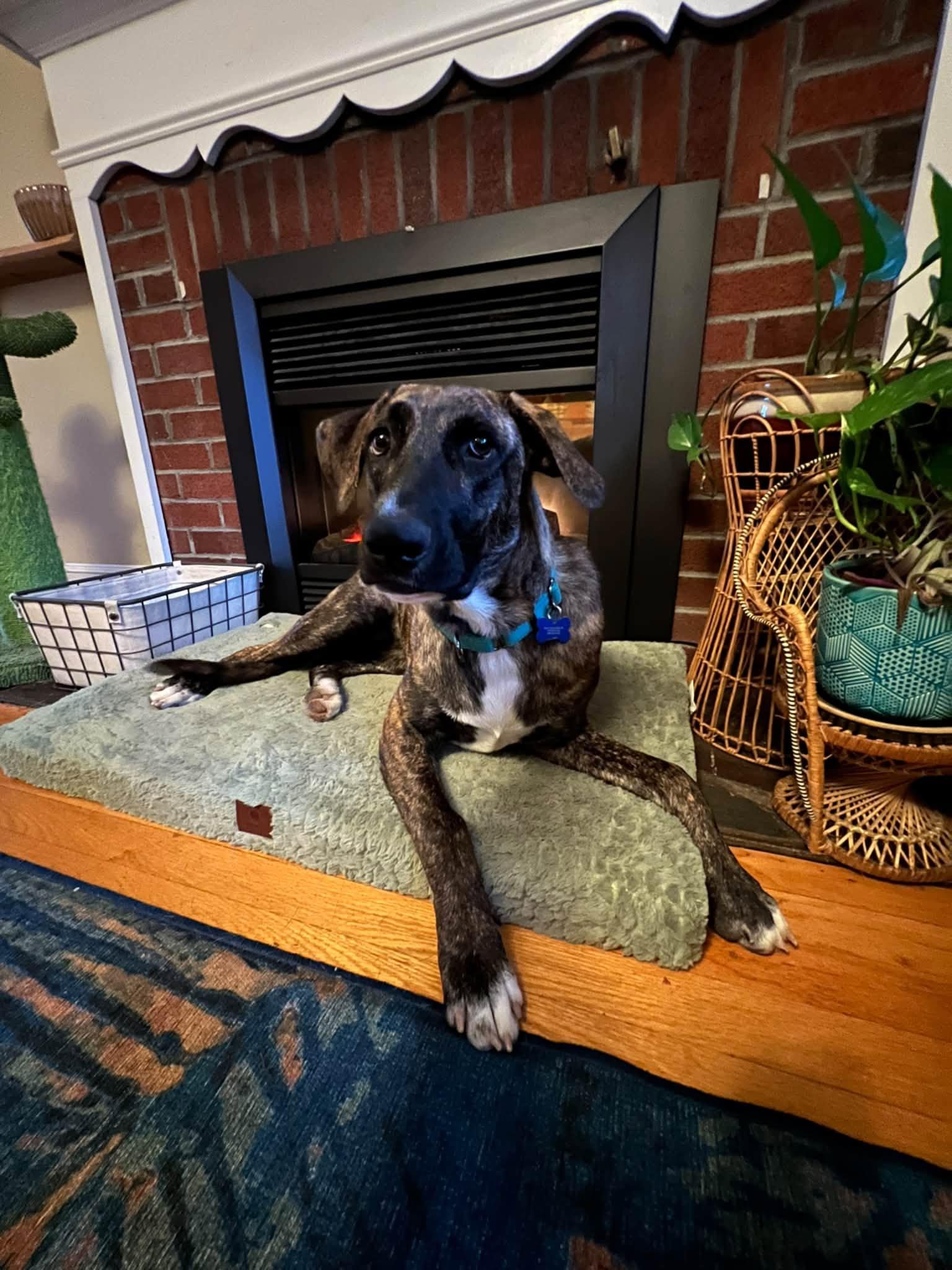 Enlarge Grendel, a Adoptable mixed breed in Chelmsford, MA image 2/6