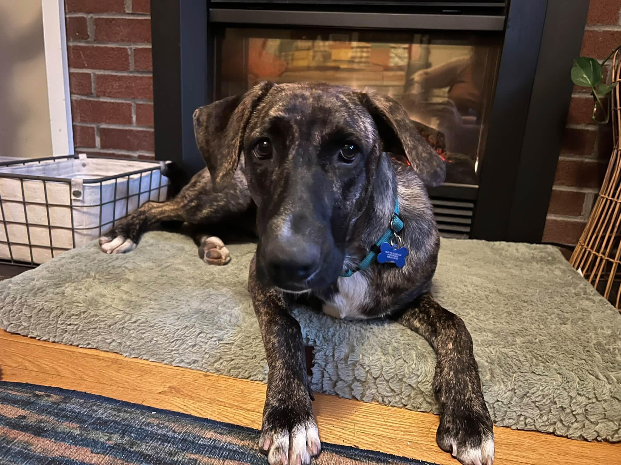 Enlarge Grendel, a Adoptable mixed breed in Chelmsford, MA image 1/6