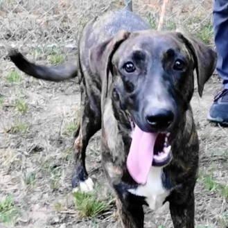 Enlarge Grendel, a Adoptable mixed breed in Chelmsford, MA image 4/6