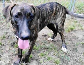Enlarge Grendel, a Adoptable mixed breed in Chelmsford, MA image 6/6