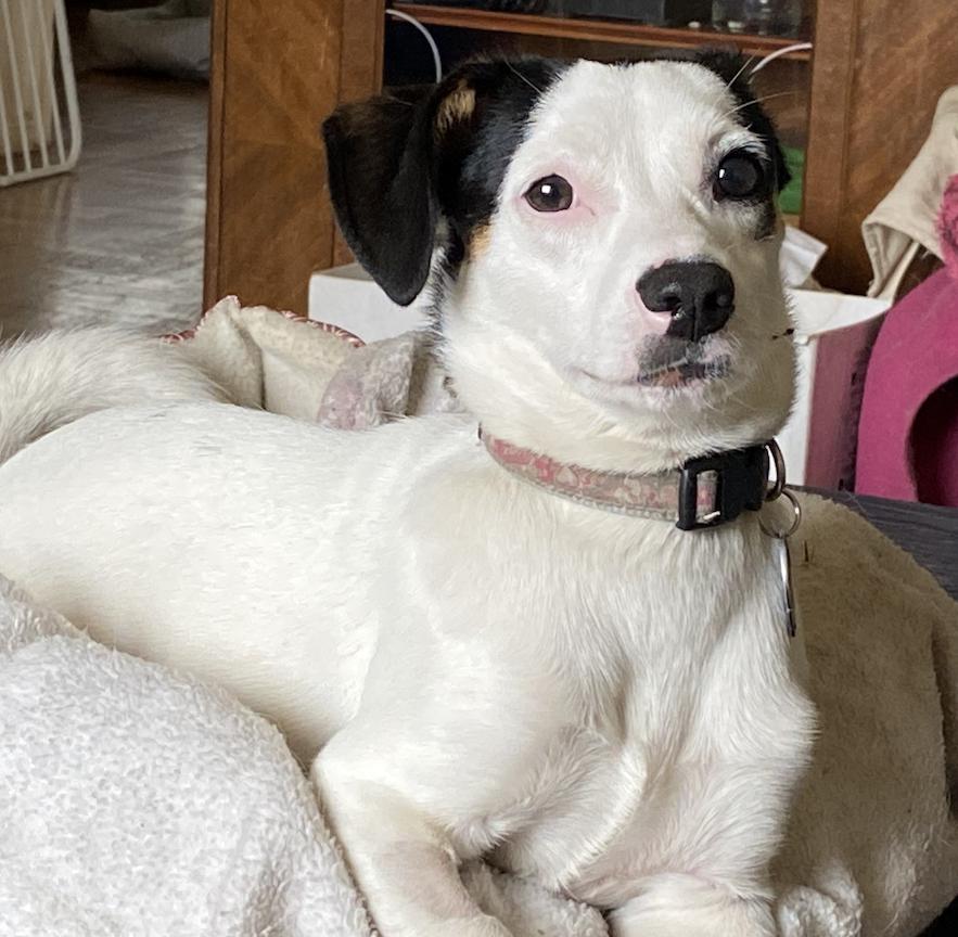 Alfie, Adopted, Young Male Jack Russell Terrier & Rat Terrier.