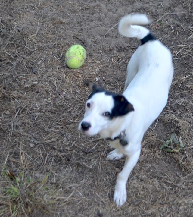 Alfie, a Adopted mixed breed in San Francisco, CA image 2/6
