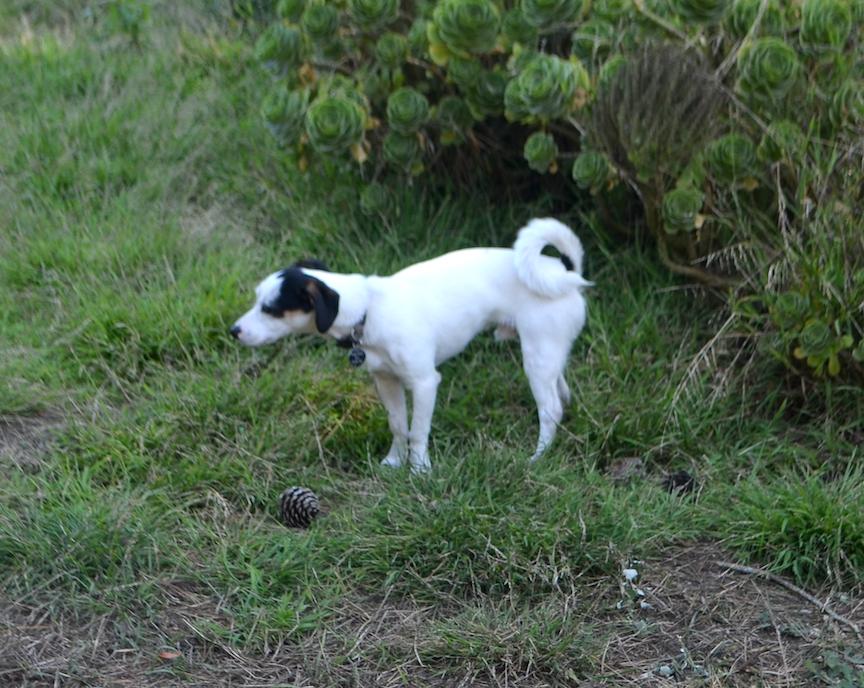 Alfie, a Adopted mixed breed in San Francisco, CA image 3/6