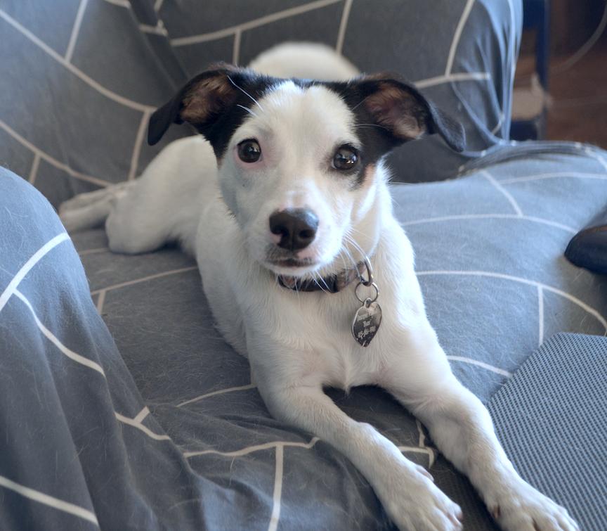 Alfie, a Adopted mixed breed in San Francisco, CA image 4/6