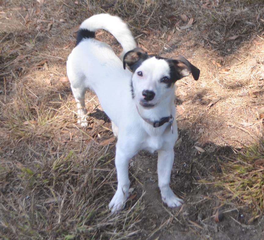 Alfie, a Adopted mixed breed in San Francisco, CA image 5/6