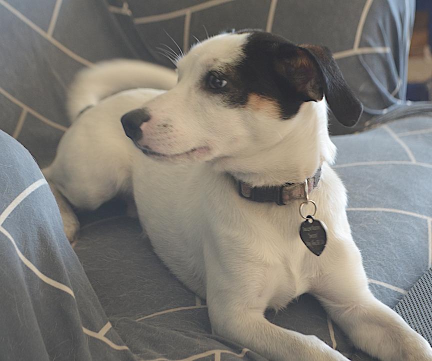 Alfie, a Adopted mixed breed in San Francisco, CA image 6/6