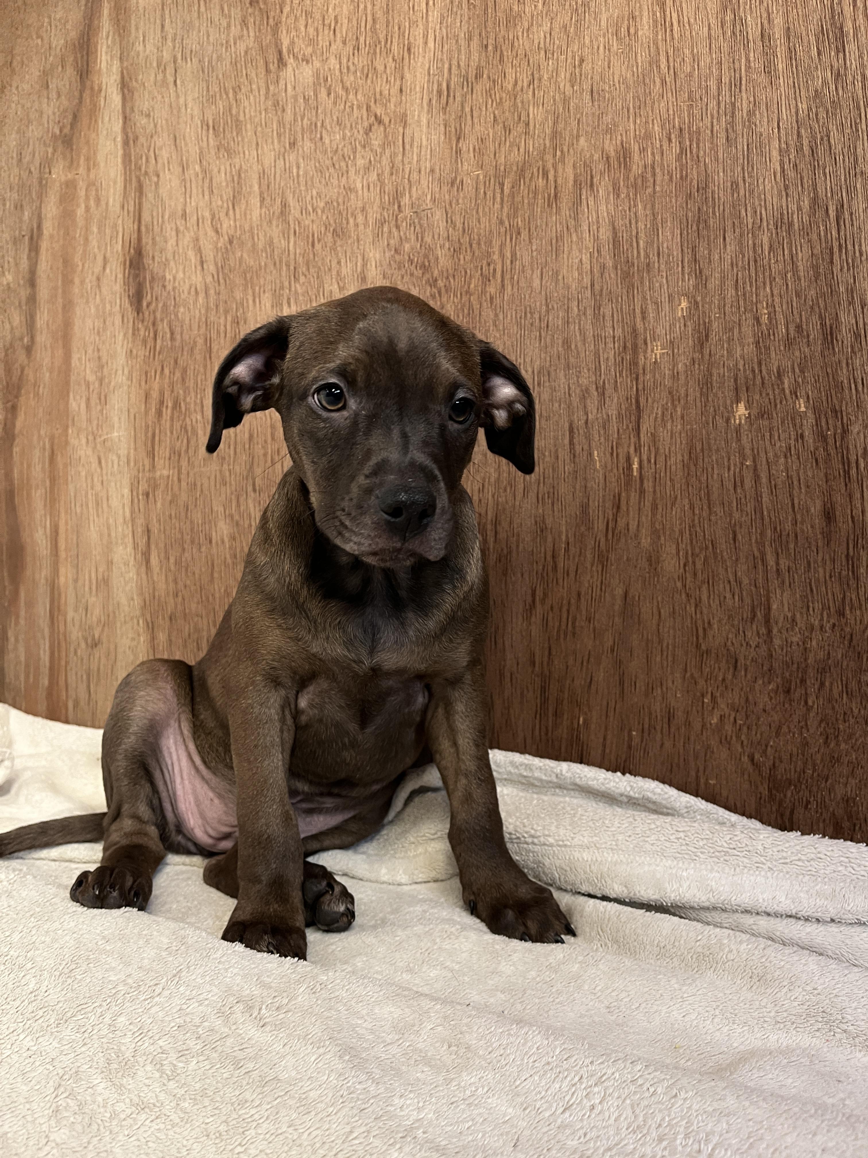 Button - From The Fastener 11, a ADOPTABLE mixed breed in Kentwood, MI image 6/6