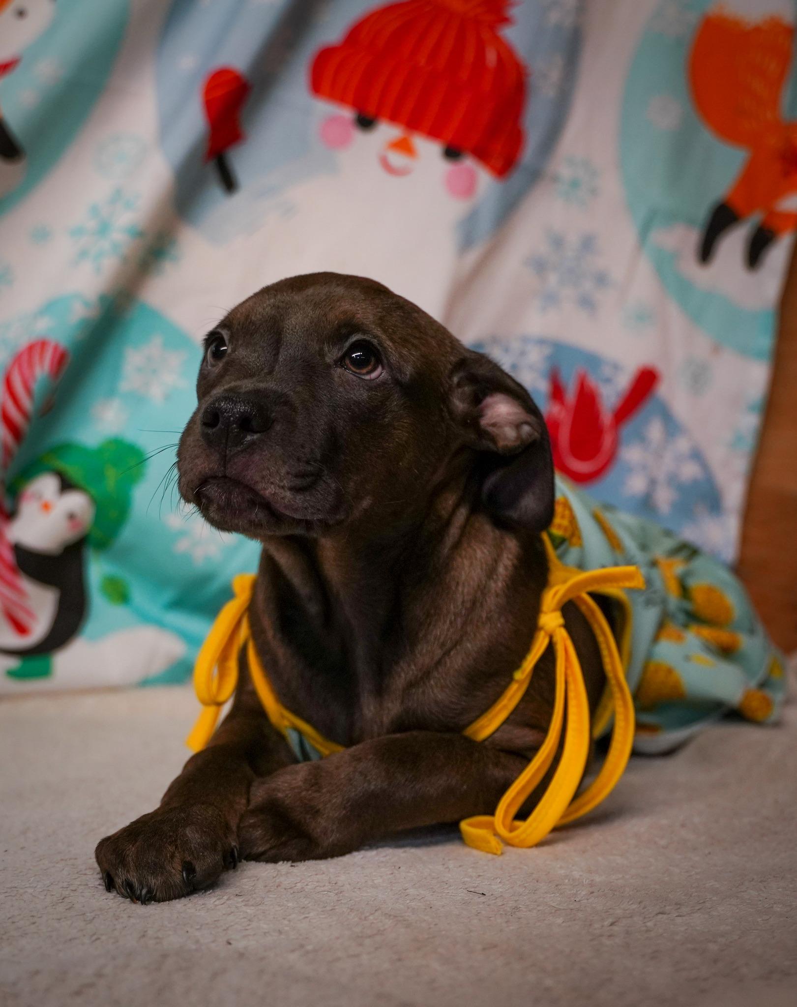 Button - From The Fastener 11, a ADOPTABLE mixed breed in Kentwood, MI image 1/6