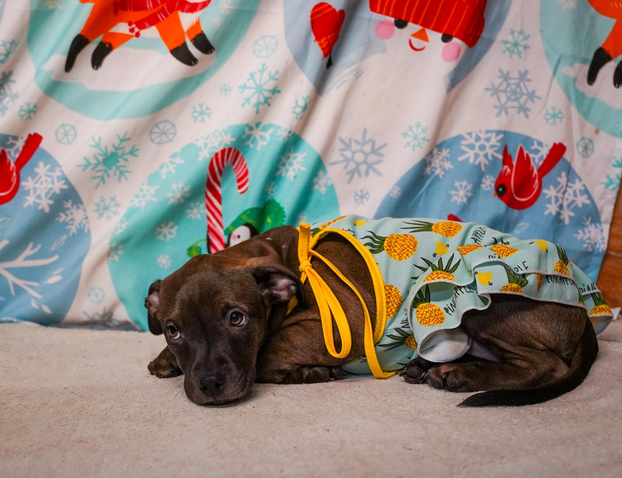 Button - From The Fastener 11, a ADOPTABLE mixed breed in Kentwood, MI image 2/6