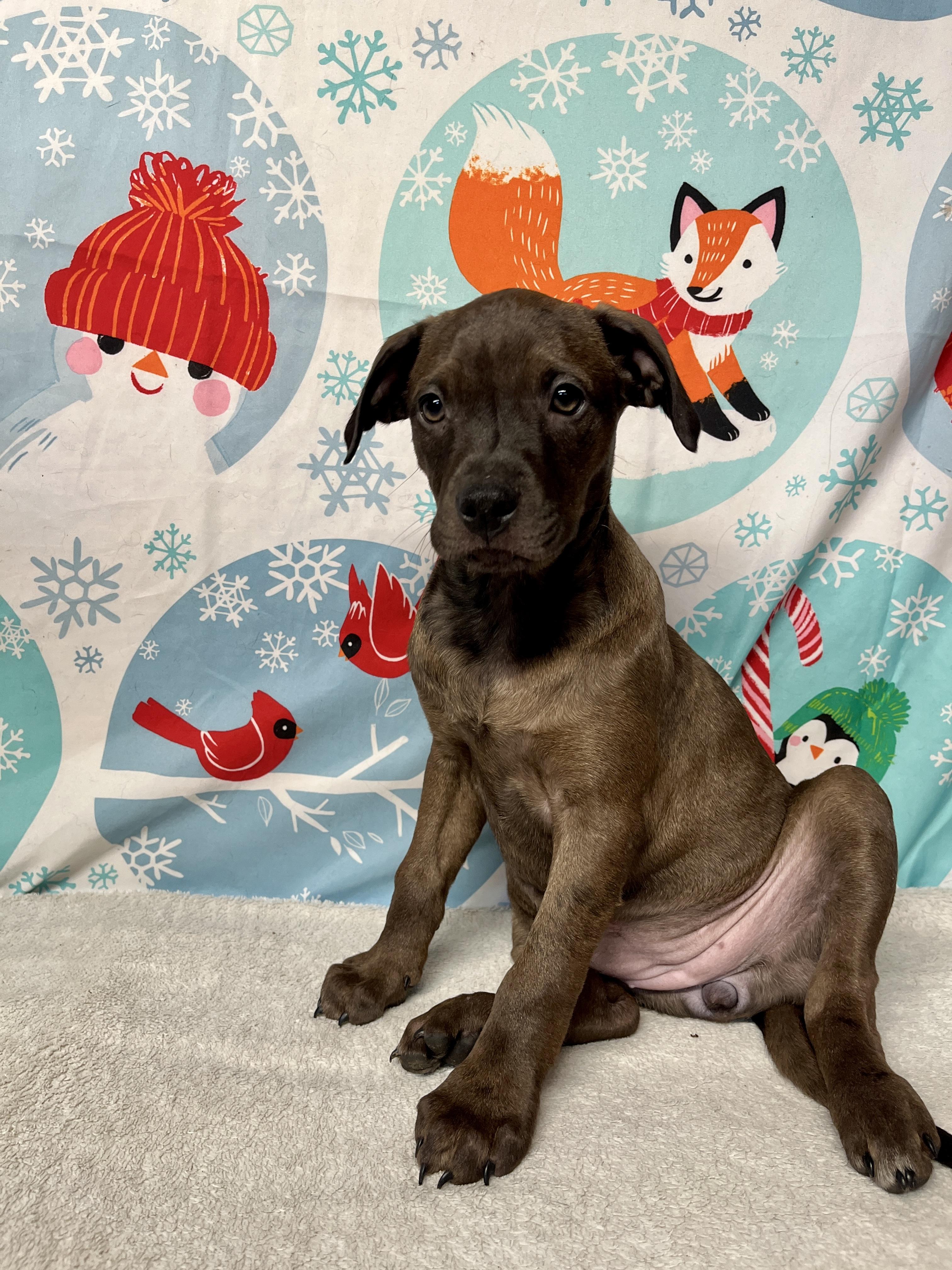 Button - From The Fastener 11, a ADOPTABLE mixed breed in Kentwood, MI image 3/6