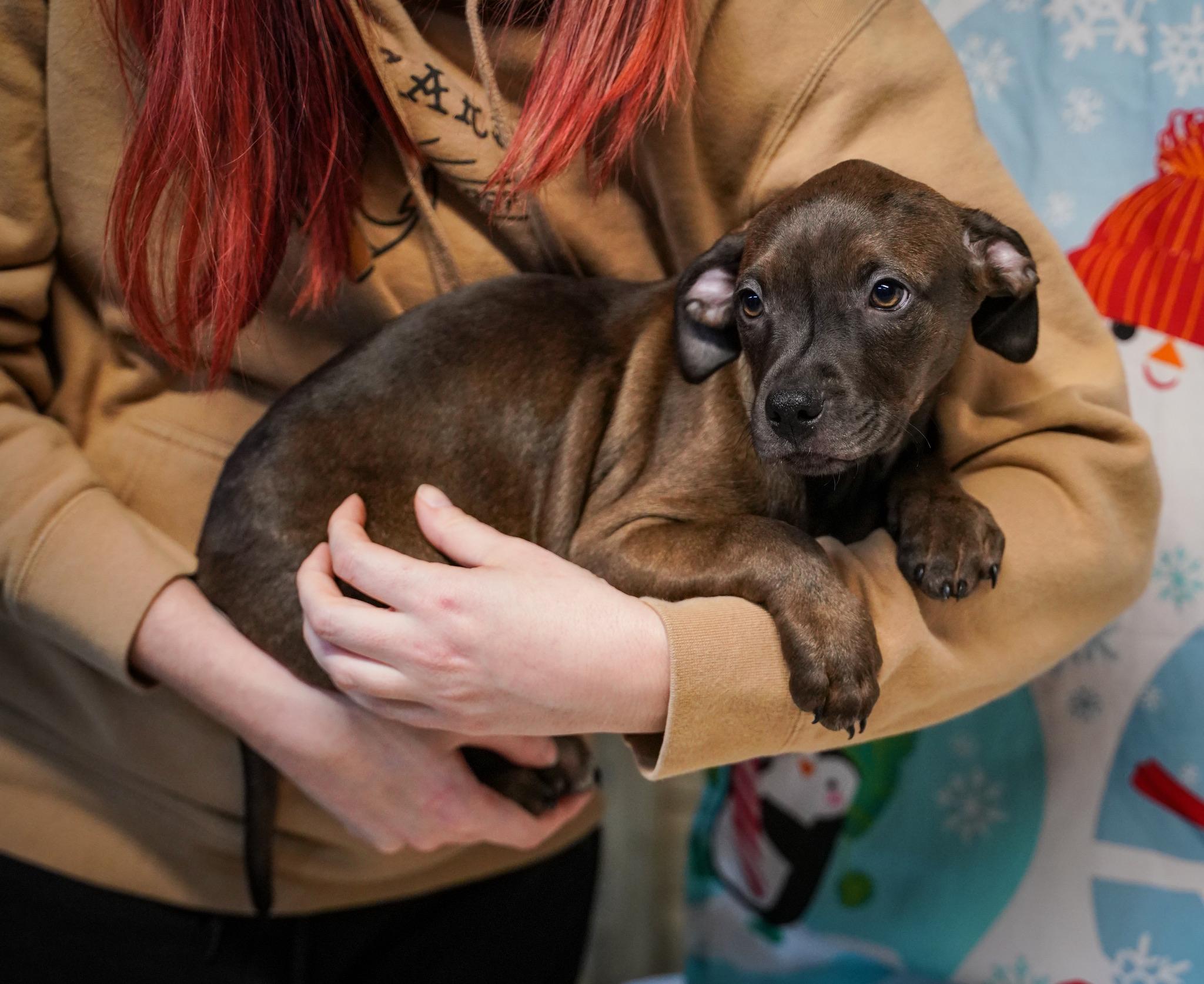 Button - From The Fastener 11, a ADOPTABLE mixed breed in Kentwood, MI image 4/6