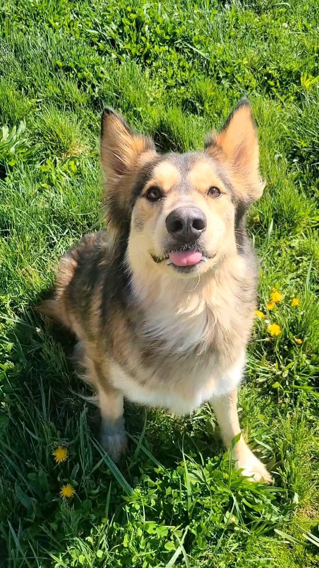 Enlarge Joker , an adopted mixed breed in Ashland, KY image 2/5