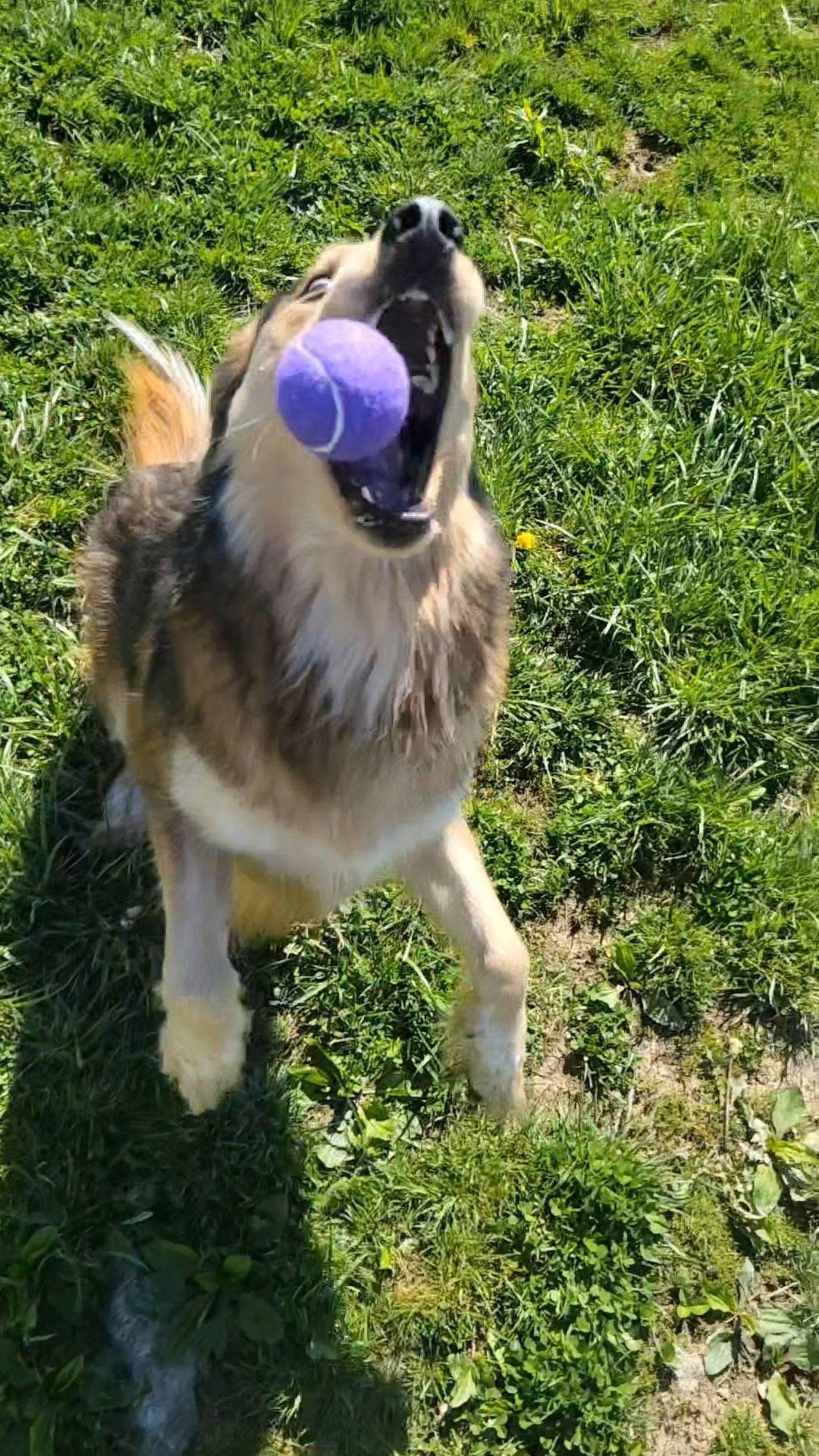 Enlarge Joker , an adopted mixed breed in Ashland, KY image 5/5