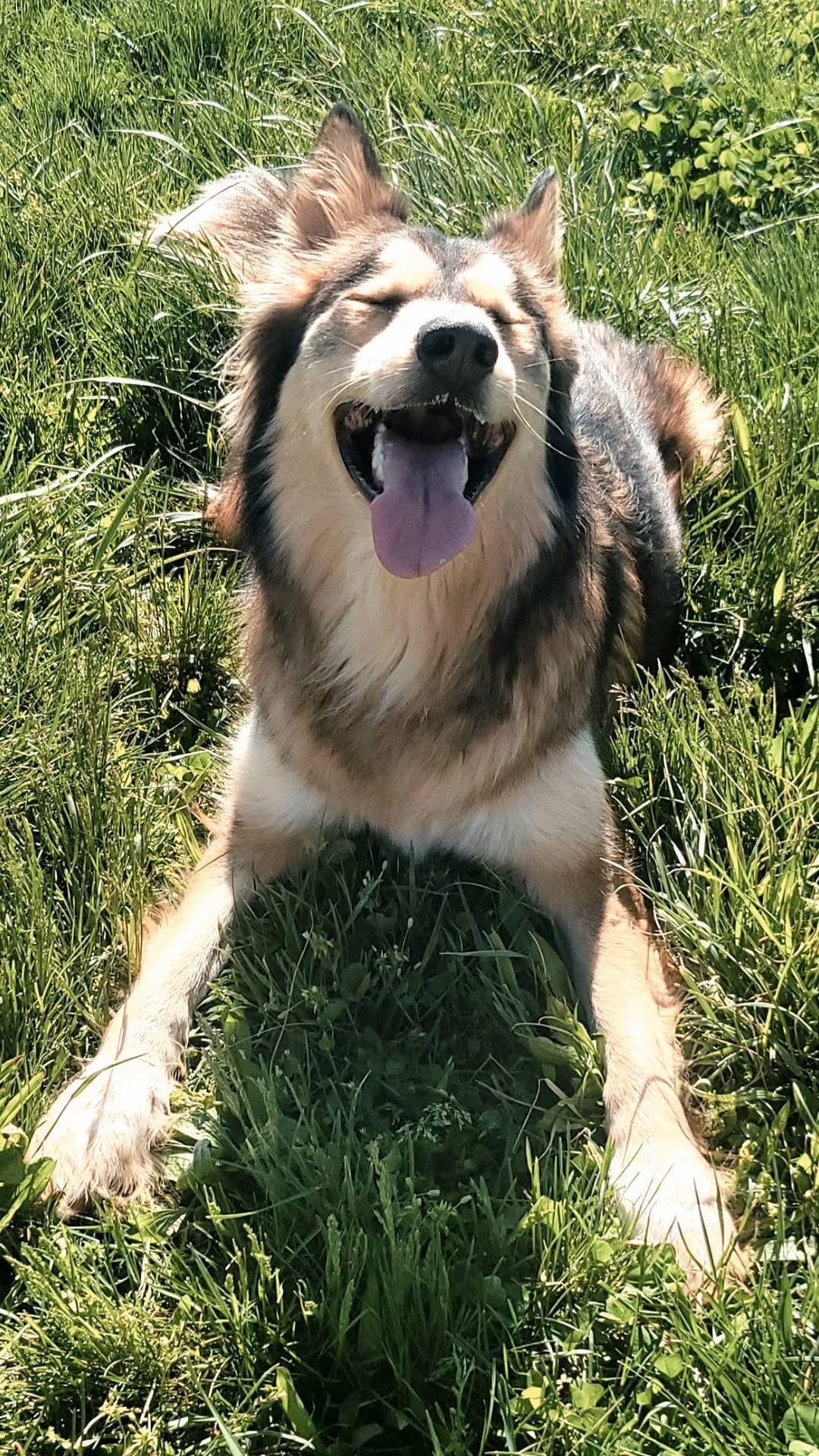 Enlarge Joker , an adopted mixed breed in Ashland, KY image 3/5