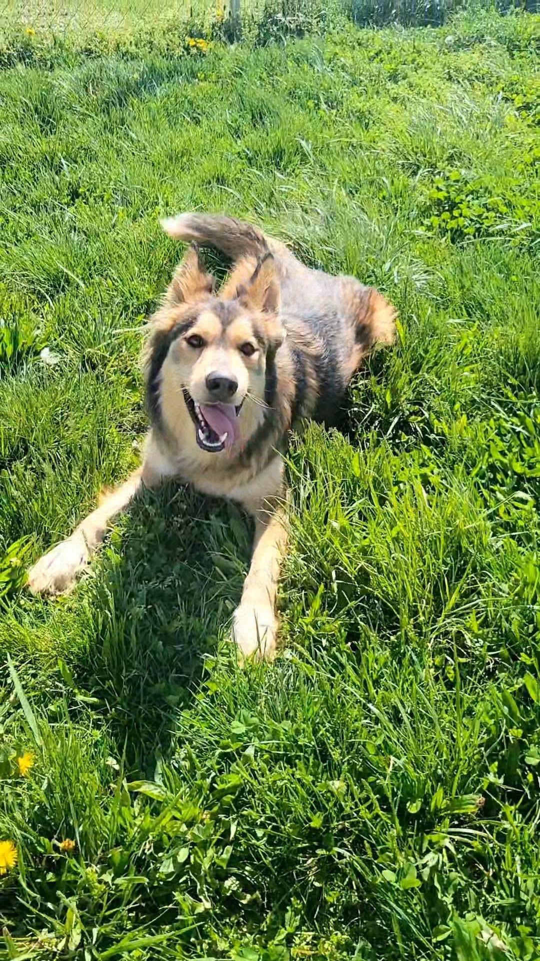 Enlarge Joker , an adopted mixed breed in Ashland, KY image 4/5