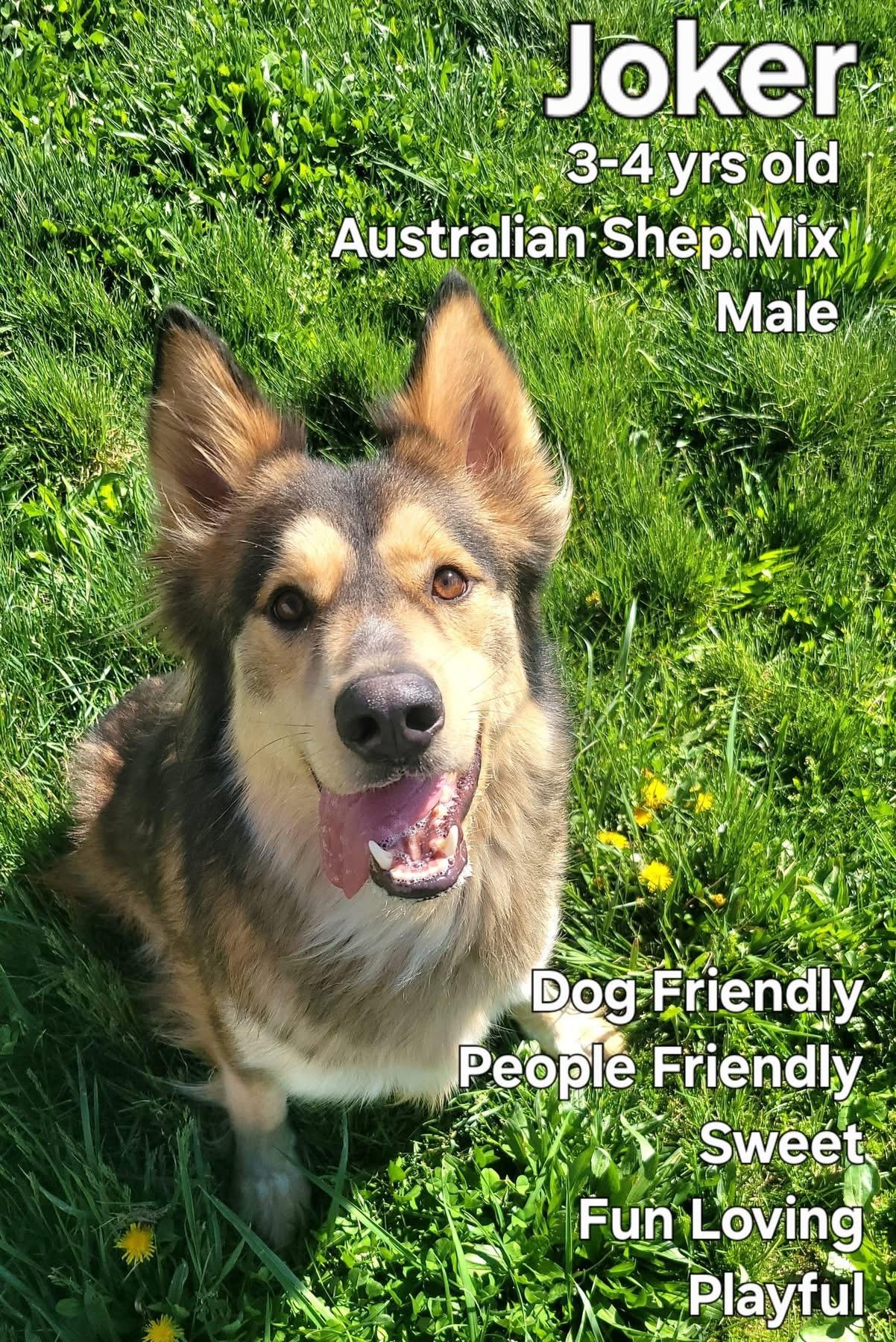 Enlarge Joker , an adopted mixed breed in Ashland, KY image 1/5