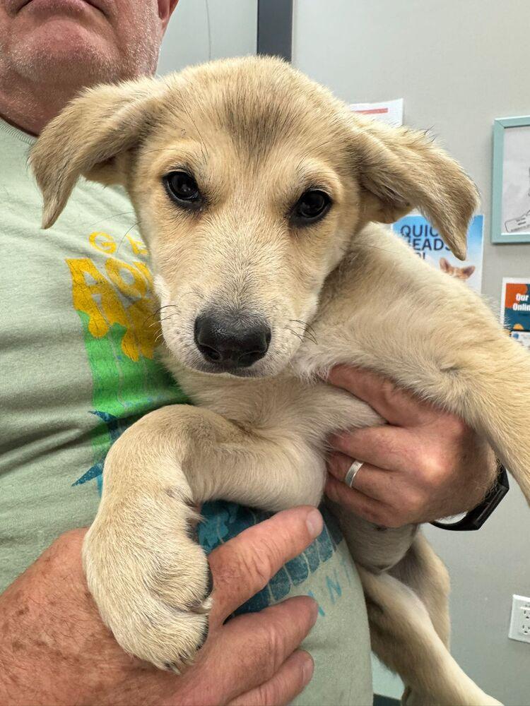 Enlarge Beaker, a Adoptable mixed breed in Calgary, AB image 1/1