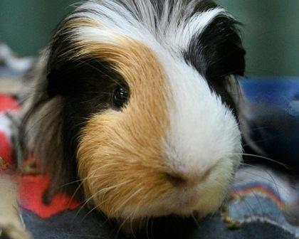 Enlarge Jelly, a Adoptable Guinea Pig in West Seneca, NY image 1/3