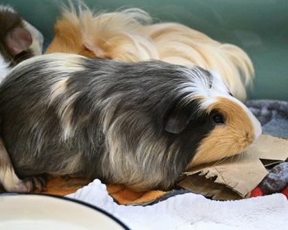 Jelly, Adoptable, Adult Male Guinea Pig.