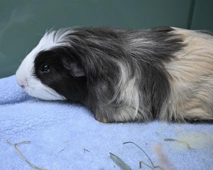 Enlarge Jelly, a Adoptable Guinea Pig in West Seneca, NY image 3/3