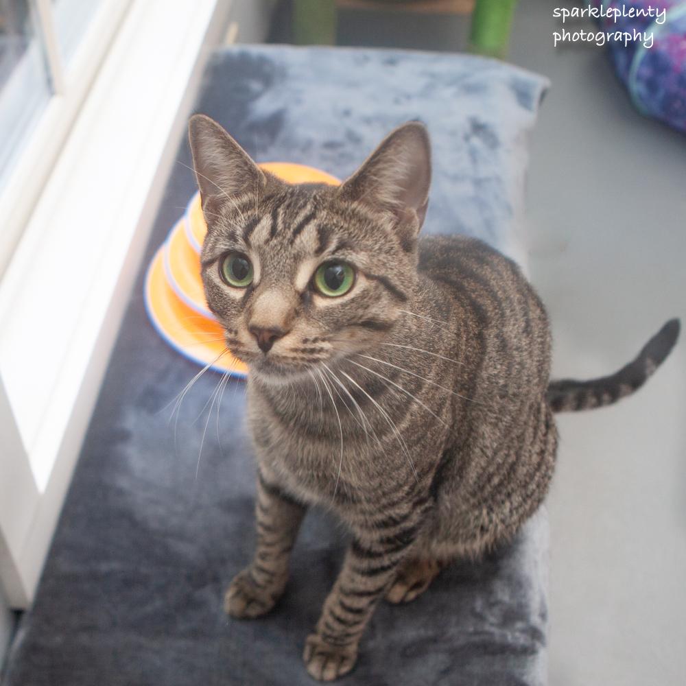 Enlarge Kapri, a Adoptable Domestic Short Hair in Ridgefield, CT image 4/5