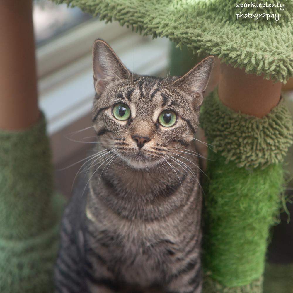 Enlarge Kapri, a Adoptable Domestic Short Hair in Ridgefield, CT image 1/5