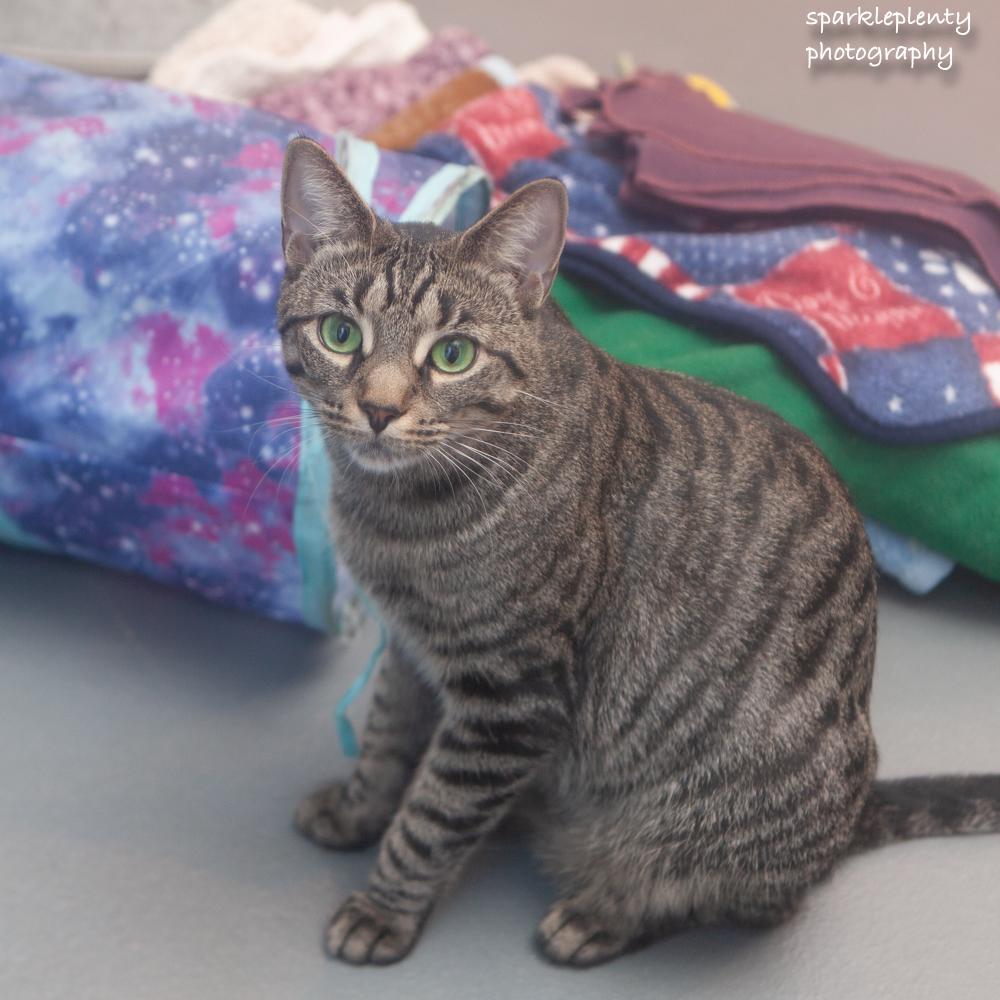 Enlarge Kapri, a Adoptable Domestic Short Hair in Ridgefield, CT image 5/5