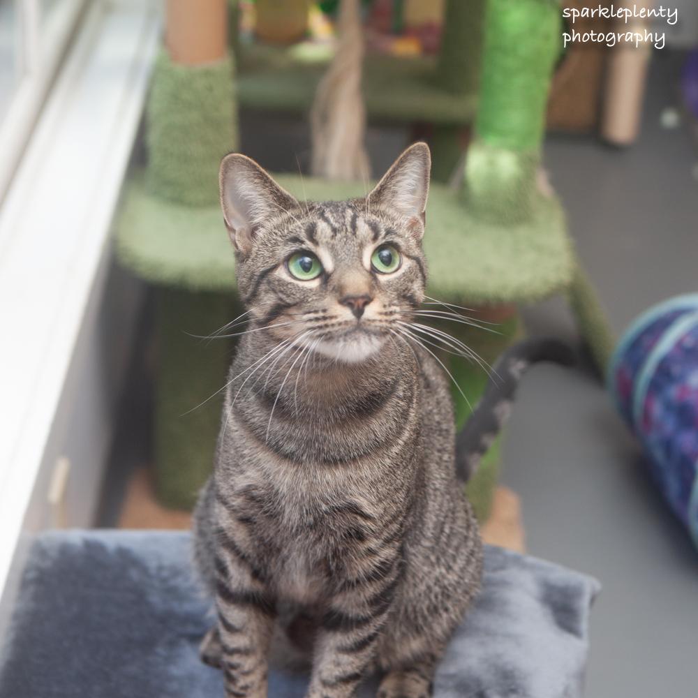 Enlarge Kapri, a Adoptable Domestic Short Hair in Ridgefield, CT image 2/5