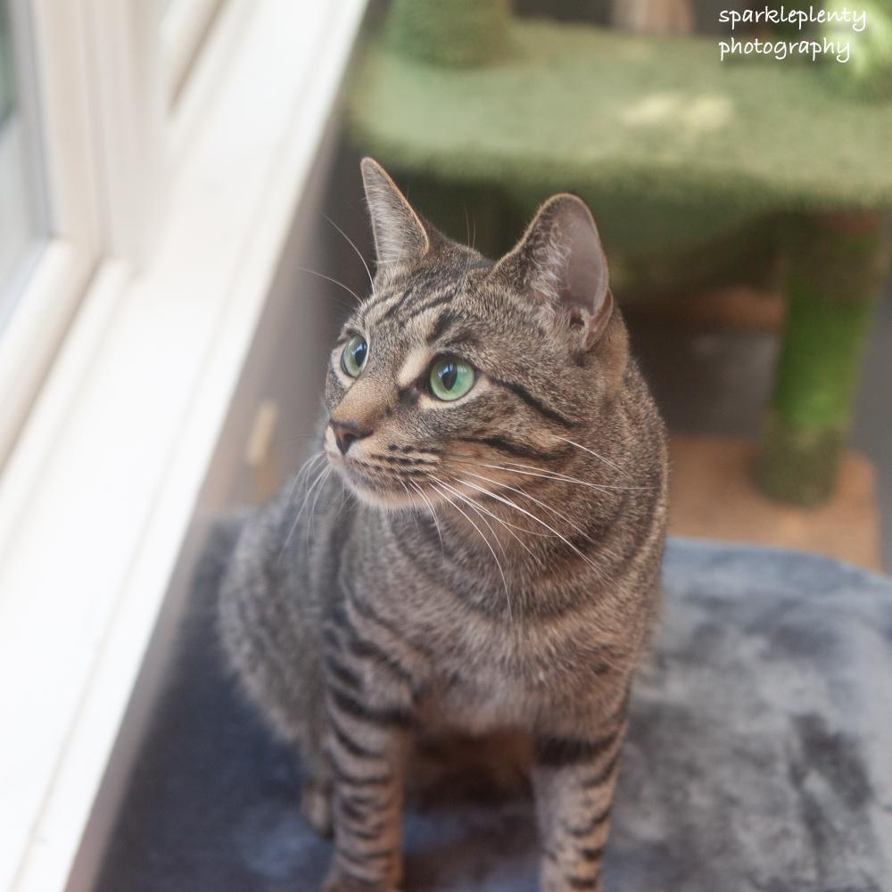Enlarge Kapri, a Adoptable Domestic Short Hair in Ridgefield, CT image 3/5