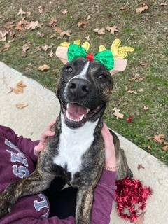 Blue, Adoptable, Adult Male Mountain Cur & Mixed Breed.